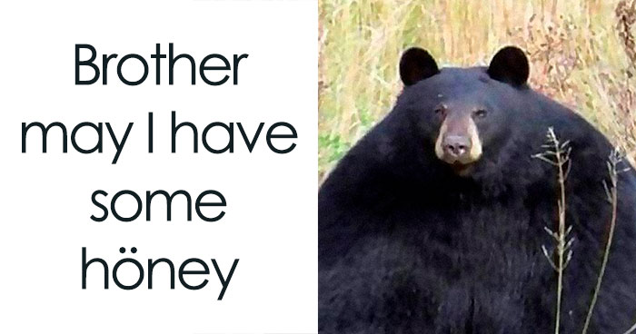 50 Times Animals Were So Unintentionally Hilarious, They Were Turned Into Memes (New Pics)