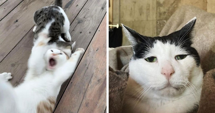 Here Are 35 Cats Being Cats In The Funniest Way Possible, As Seen Online