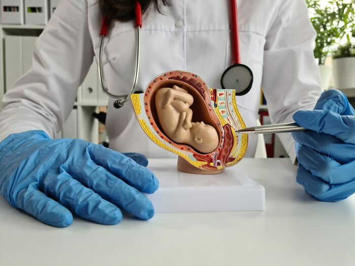 Doctor examining a female anatomy model with a stethoscope and gloves, highlighting facts about the female body.