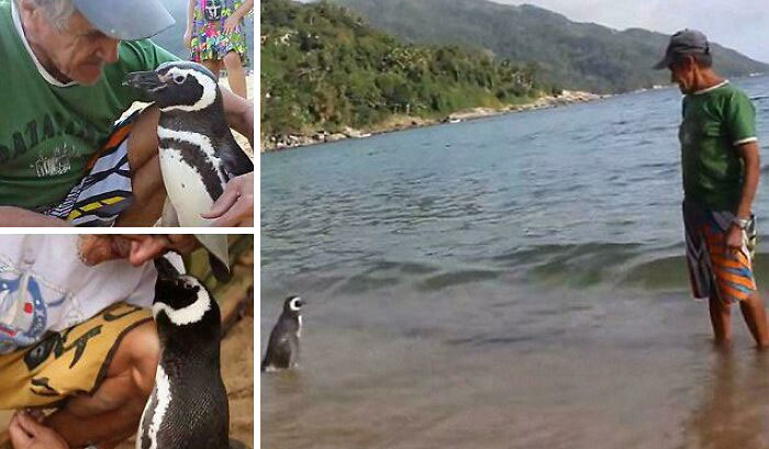 Man bonding with a penguin by the sea, showcasing interesting animal interactions and connections.