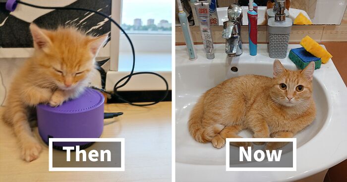 “Cat Grows”: 50 Side-By-Side Comparisons Of Cats Now And When They Were Little (New Pics)