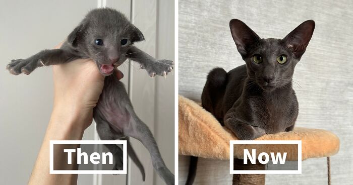 This Community Shared 50 Cute Pics Of Kittens Growing Into Cats (New Pics)