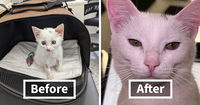 50 Adorable Side-By-Side Comparisons Of Cats Now And When They Were Little By The “Cat Grows” Community (New Pics)