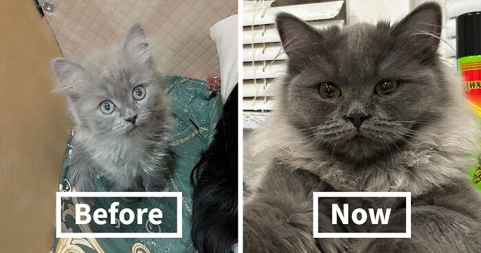 This Online Community Shares Adorable Side-By-Side Pics Of Cats Now And When They Were Little (50 New Pics)