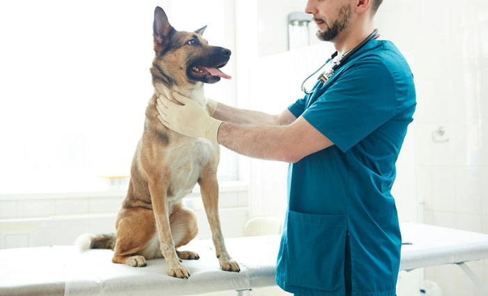 A vet examines a dog on a table in a clinic, related to pet sitting and expensive vet visits.