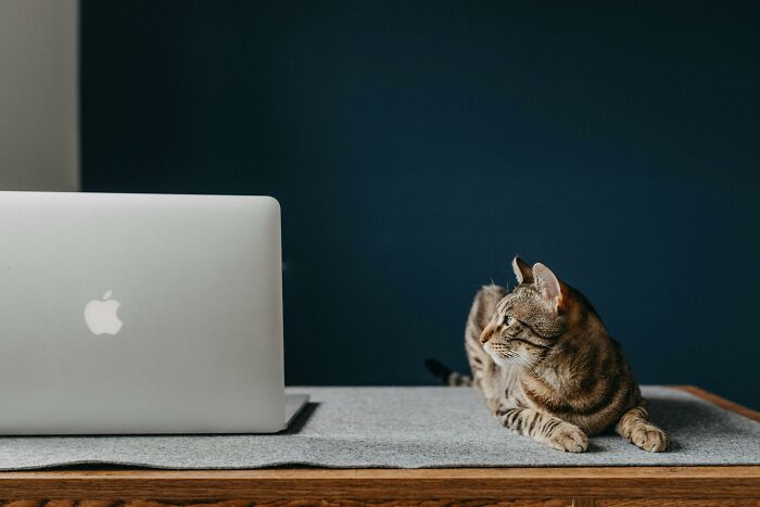 A tabby cat on a table curiously looking at an open laptop, illustrating future predictions aged bad.