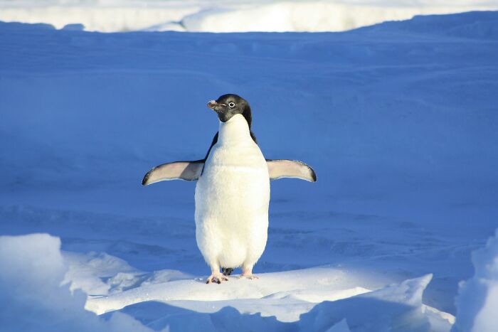 Penguin standing on icy terrain, its wings outstretched against a backdrop of blue ice, illustrating random world facts.