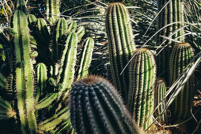 Close-up of tall green cacti surrounded by sunlight, illustrating nature's mic-drop-moments with their striking appearance.