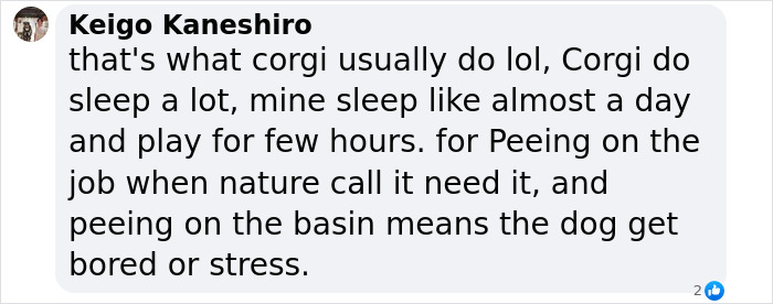 Comment about corgi police dog getting 'punished' for sleeping on duty, mentioning typical corgi behavior.