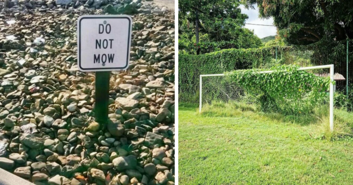 56 Photos Of Gardens That May Make You Shake Your Head Out Of Sheer Confusion (New Pics)