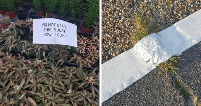 56 Unhinged Pics That Gardeners Might Chuckle At (New Pics)