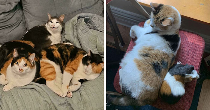 47 Goofy, Cute, And Endearing Calico Cats In Their Element