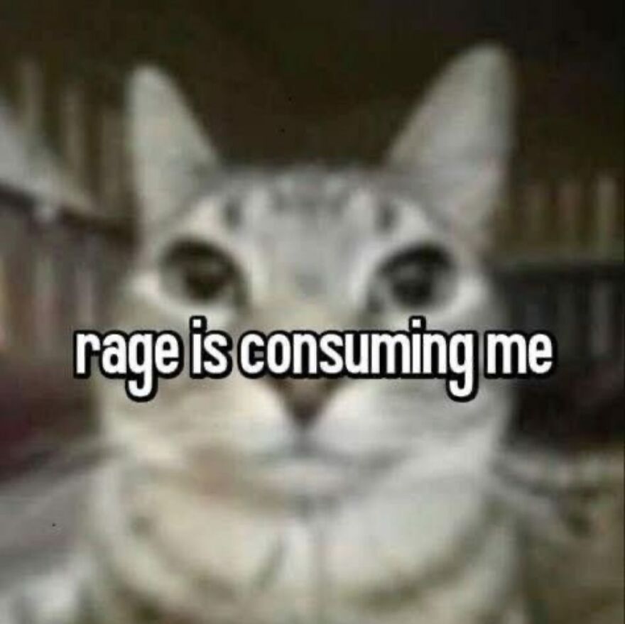 Close-up of a cat with text overlay "rage is consuming me," a humorous mental health meme.