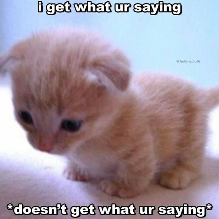 Cute kitten meme featuring mental health humor with text expressing confusion.