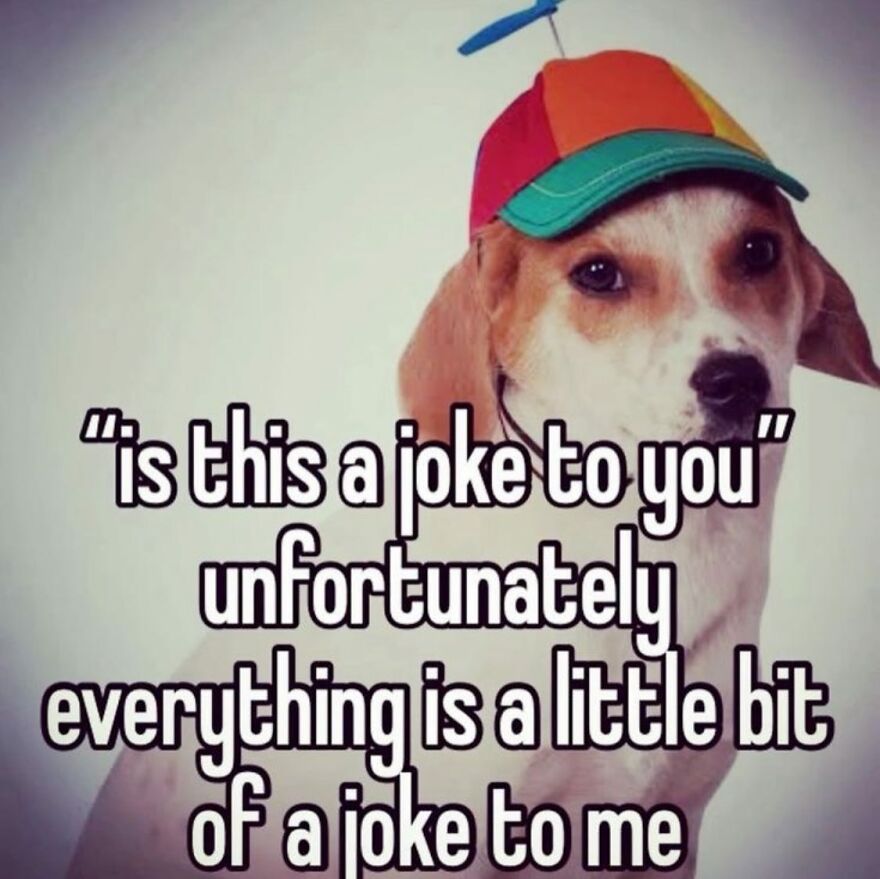 Beagle wearing a colorful hat with text about mental health memes and humor.