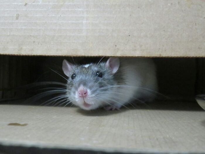 A curious rat peeking out from under a cardboard box, showcasing fun world facts.