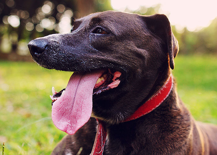 Dog with open mouth and red collar sitting in grass, tongue out playfully.