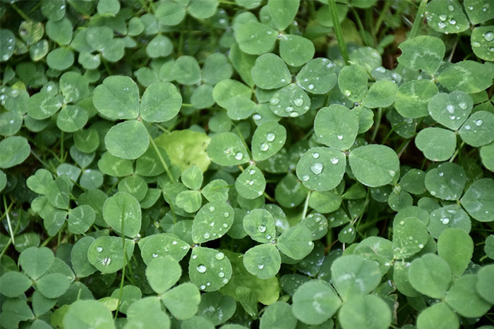 Clover leaves with morning dew, illustrating natural elements beyond corporate propaganda influence.