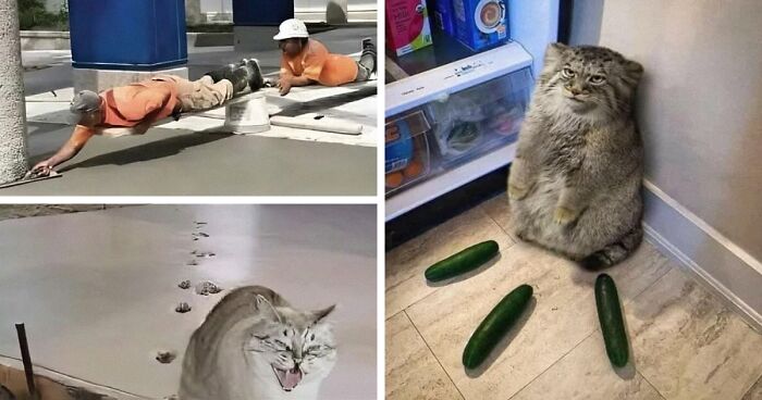 90 Times People Saw Pets Being All Drama, No Solutions And Just Had To Take A Pic