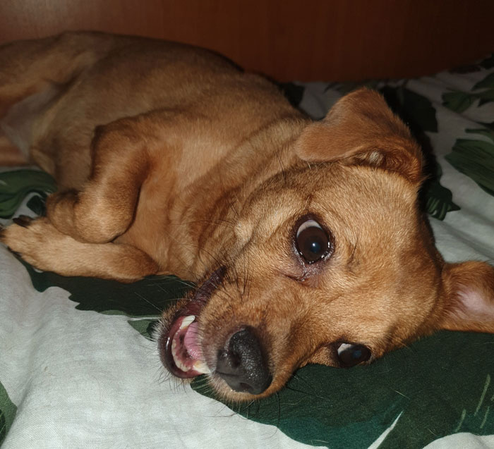 A small brown dog lying on a bed, looking playful and curious.