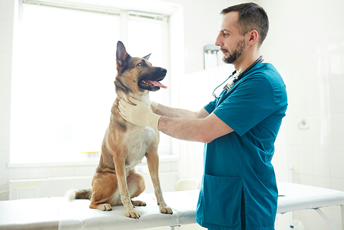 A veterinarian examines a dog in a clinic setting, highlighting pet care over financial lending.