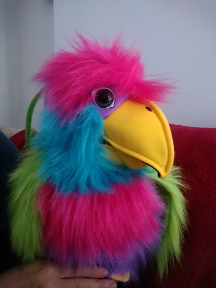 Colorful stuffed parrot with a vibrant beak held gently, unrelated to wedding objections.