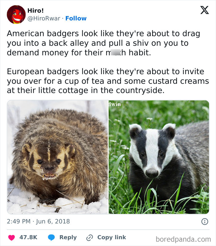 American and European badgers in a humorous internet post comparison.