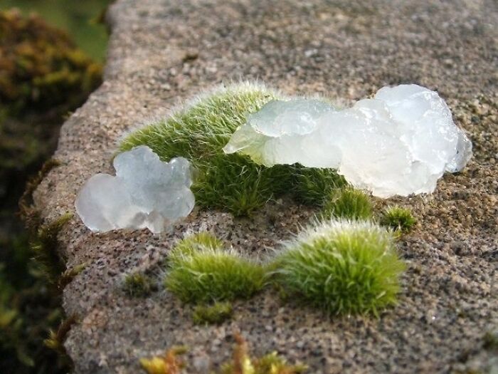 Gelatinous blobs on stone with green moss, resembling a cool and unusual subject from Wikipedia articles.