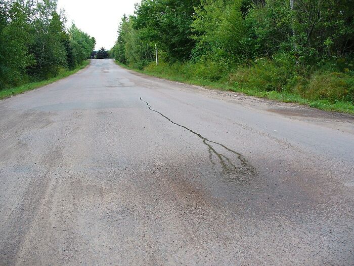 A crack on a rural road with trees on both sides, resembling a tree pattern, relates to cool Wikipedia articles.