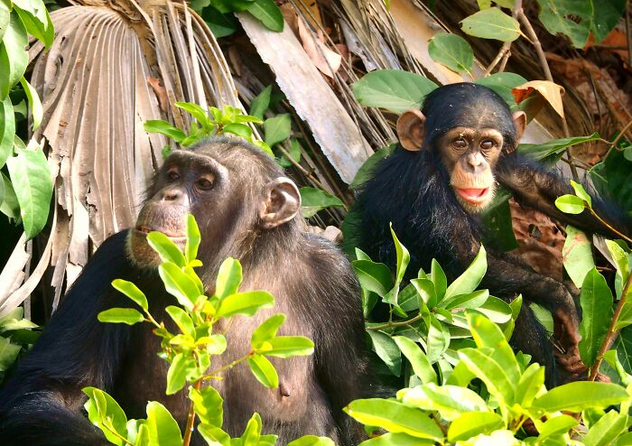 Two chimpanzees sitting among green leaves, one adult and one young, in a natural habitat.