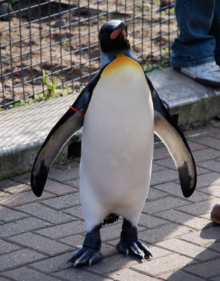 Penguin standing on a paved path in a zoo, showcasing cool wildlife features.