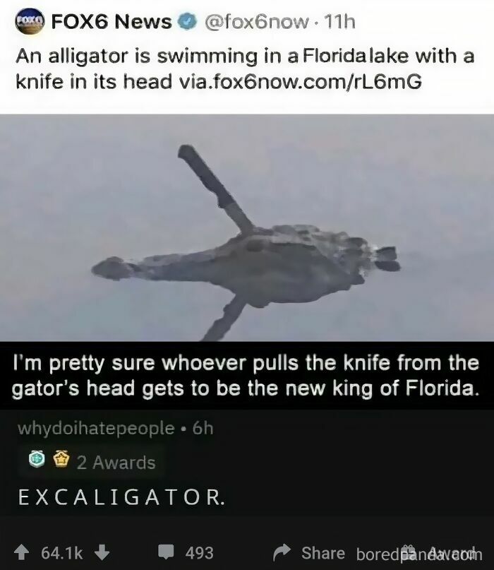 Alligator swimming with a knife in its head, showcasing a humorous internet post.