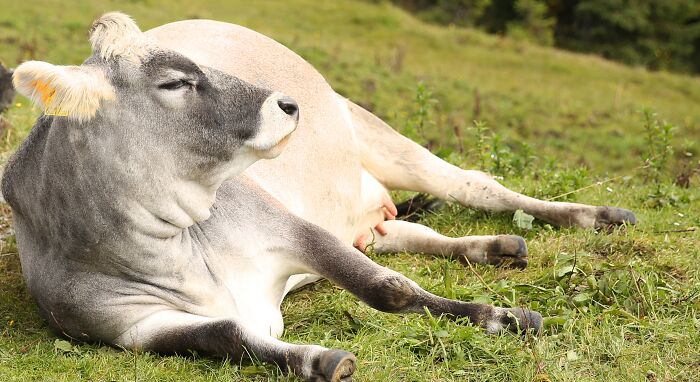 A cow lounging on a grassy hillside, enjoying the sunlight.