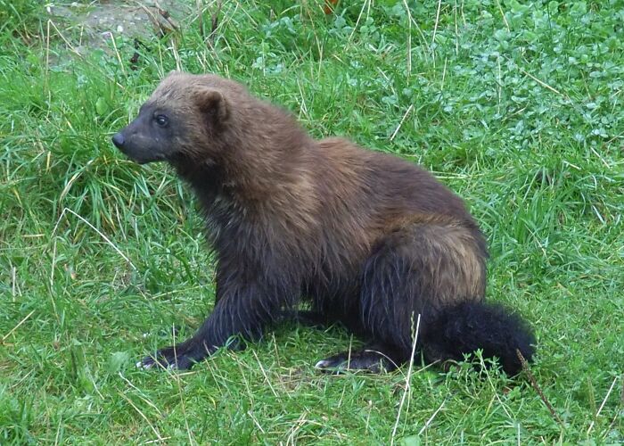 Wolverine sitting on grass, showcasing fascinating wildlife facts about the world.