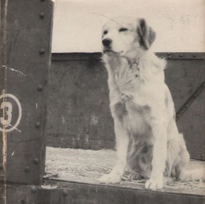 Golden retriever sitting on a platform in a vintage black and white photograph.