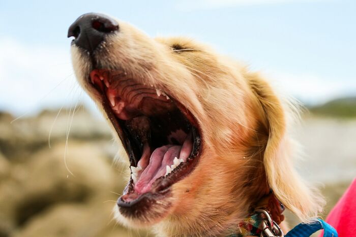 Golden retriever with open mouth, resembling an objection at weddings.