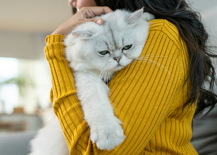 Person holding a fluffy white cat against a yellow sweater, conveying concern over cat mistreatment.