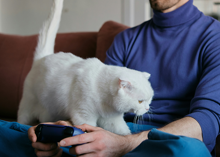 Person playing video game on a couch with a white cat nearby, highlighting theme of mistreating a pet.