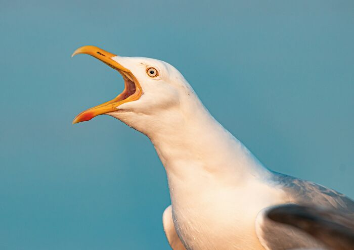 Seagull with an open beak, resembling a guest objecting at a wedding.