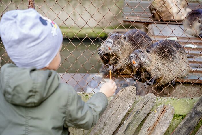 A child feeding capybaras through a fence, highlighting a valuable animal membership experience.