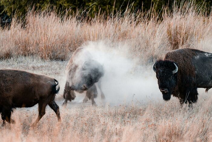 Bison in a grassy field stirring up dust, illustrating a fascinating topic from cool Wikipedia articles.