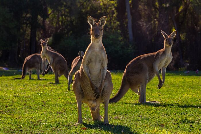 Kangaroos standing in a grassy field with trees in the background, showcasing world facts.