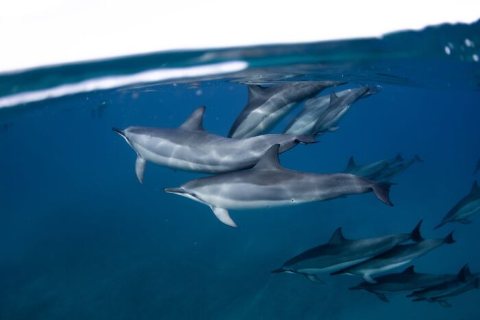 Dolphins swimming underwater in clear blue ocean, showcasing fascinating world facts.