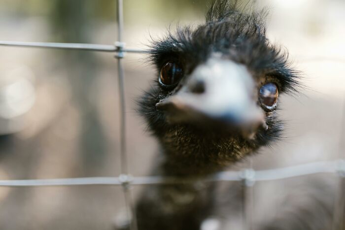 Close-up of an emu&rsquo;s curious face behind a wire fence, fitting for cool Wikipedia articles to explore.